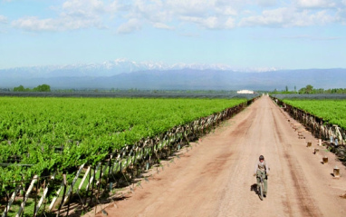 Panorámica del viñedo