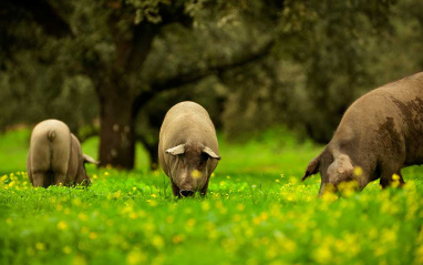 Cerdos alimentándose de bellotas y pastos naturales