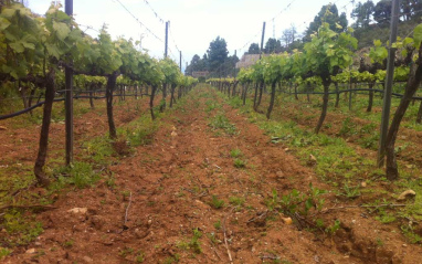 Viñedos de Ignios