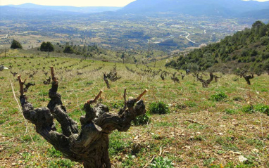 Viñedos de Garnacha