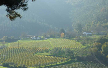 Cae la niebla sobre el viñedo 