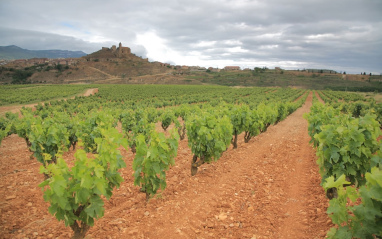 Viñedos en Sierra Cantabria.