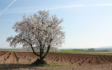 Panorámica del viñedo en primavera