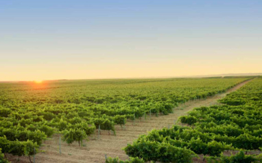 Panorámica del viñedo