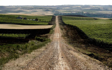 Camino entre los viñedos de Frontaura