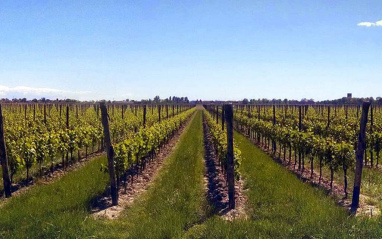 Panorámica del viñedo de Villanova