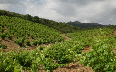 Preciadas viñas de Viñedos y Bodegas Pablo.