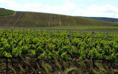 Primavera en la viña