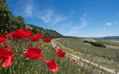 Viñedos en primavera