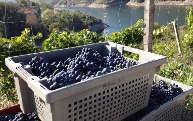 Recogida de la uva en pequeñas cajas