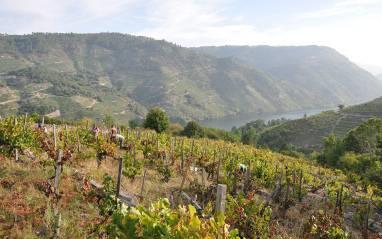 Panorámica de los viñedos