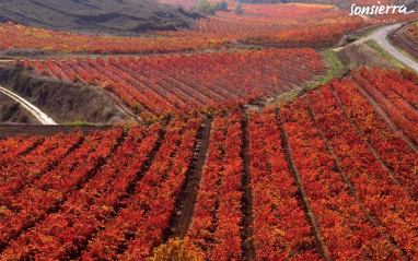 Viñas de Bodegas Sonsierra en otoño