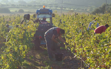 Vendimia de la Monastrell en la finca Espolla