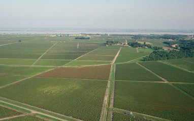 Viñedos de Château Talbot 