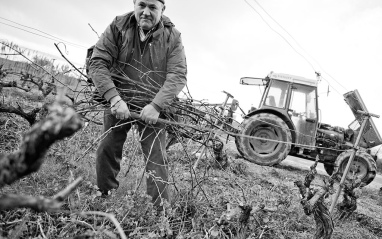 Trabajando en viñedo