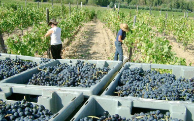 Bodega Finca Fuentegalana