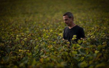 Domaine de la Romanée-Conti