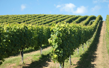 Viñas de Aitaren