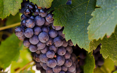 Le Chant Wines