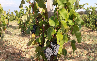 Domaine de Ferrand