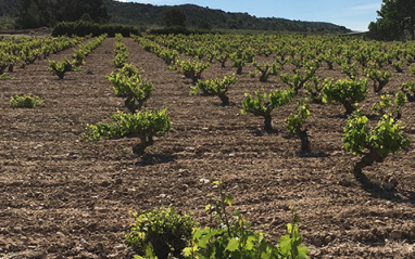 Carabibas Bodegas Sierra de Cabreras