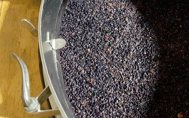 Maceración de las uvas