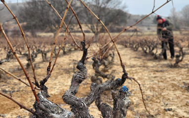 Cepa vieja de Tempranillo