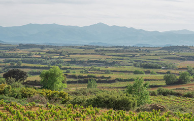 Bodegas Lozano