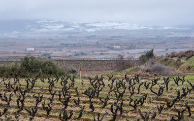 Bodegas Lozano