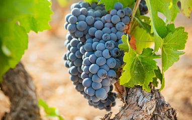 Racimo de uvas ya completamente maduro