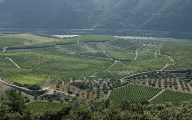 Panorámica del viñedo