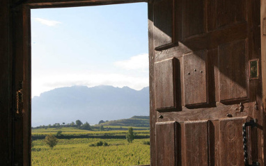 Vista del viñedo desde el interior de la bodega