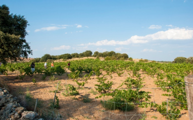 Viñedos de Galia Soriana