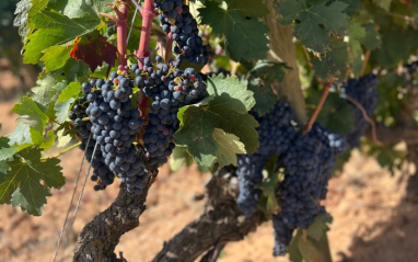 Racimos de uva Tempranillo