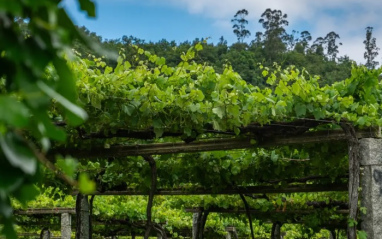 Detalle de las viñas emparradas en la bodega Condes de Albarei